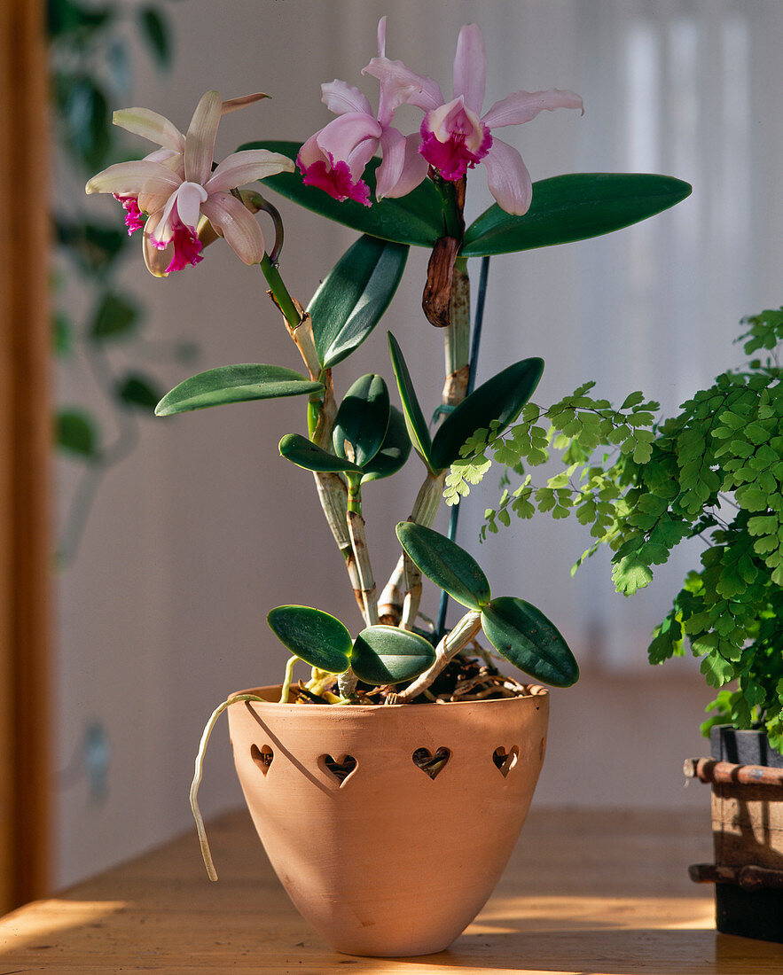 Cattleya hybrid