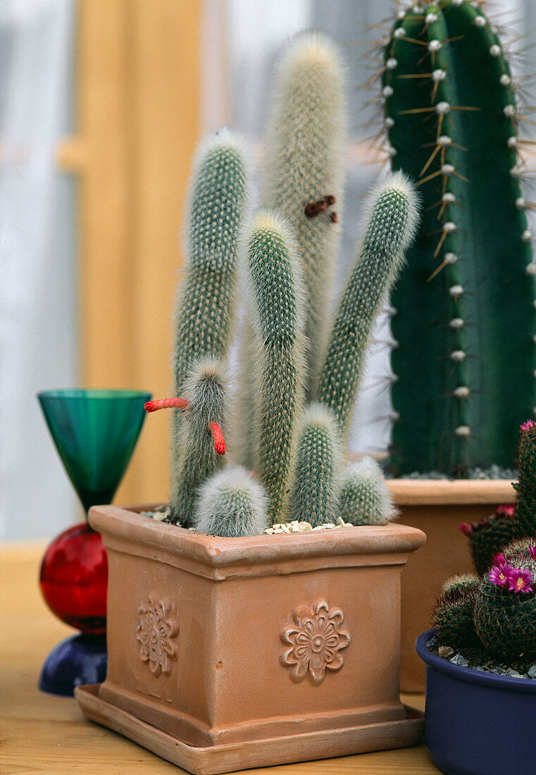 Cleistocactus Strausii