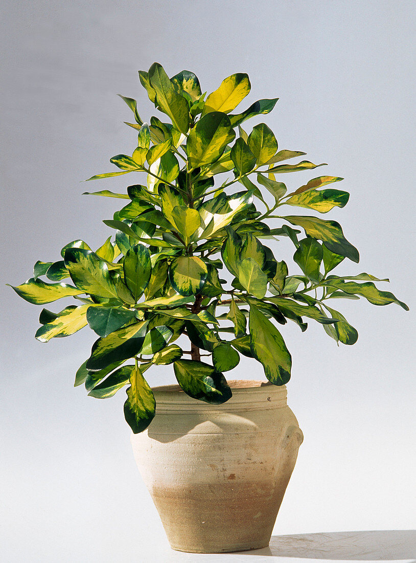 Corynocarpus laevigatus (New Zealand Laurel)