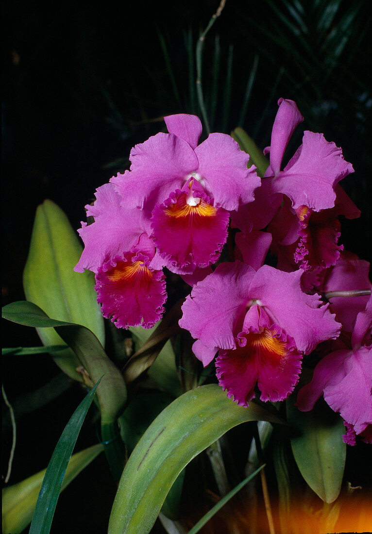 Cattleya