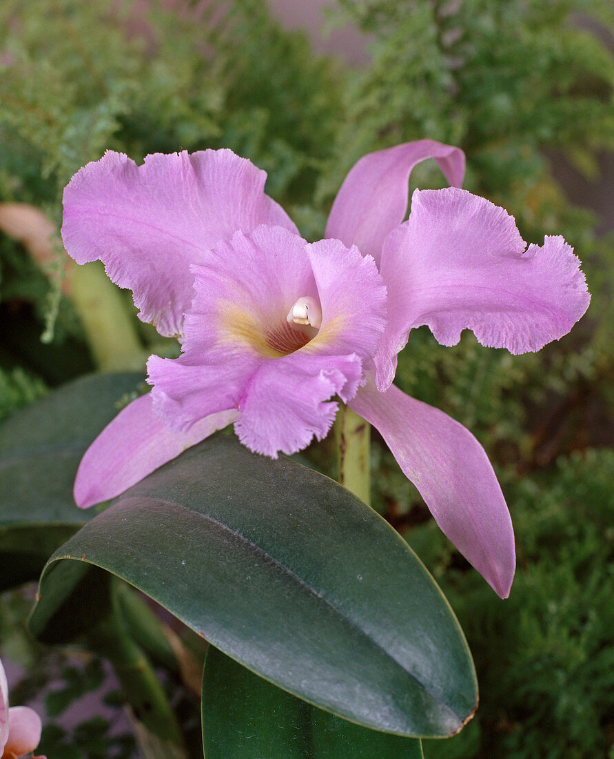 Cattleya hybrids