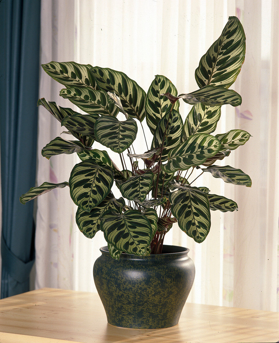 Calathea makoyana (Basket mary)