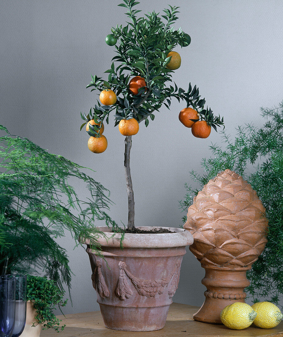 Citrus aurantiacum var. myrtifolia