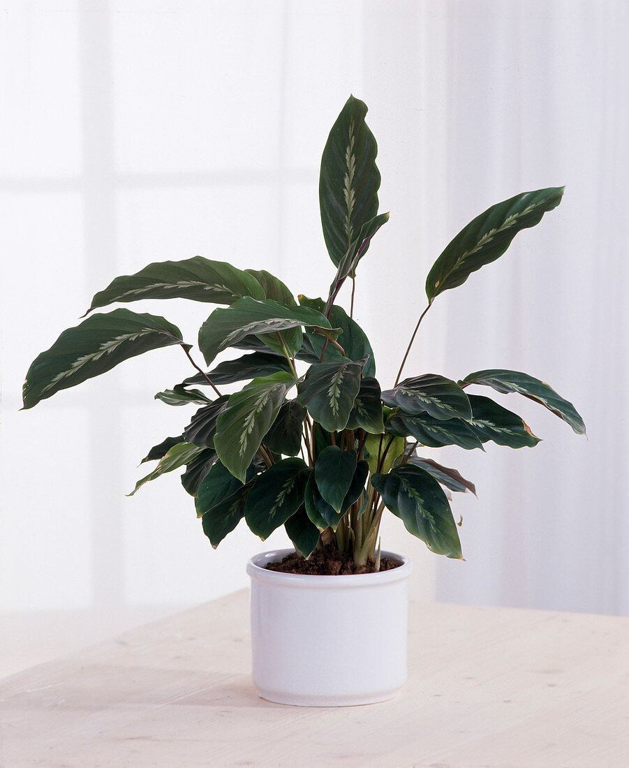 Calathea Louisae 'Maui Queen' (Basket Marante)