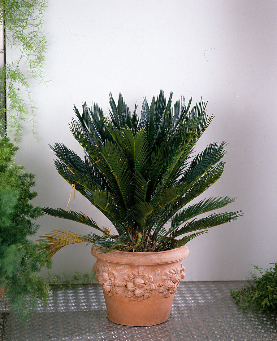 Cycas revoluta (Palm fern, Japanese sago palm fern)