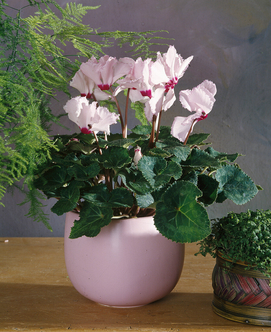 Cyclamen persicum (Alpenveilchen) mit gefransten Blättern