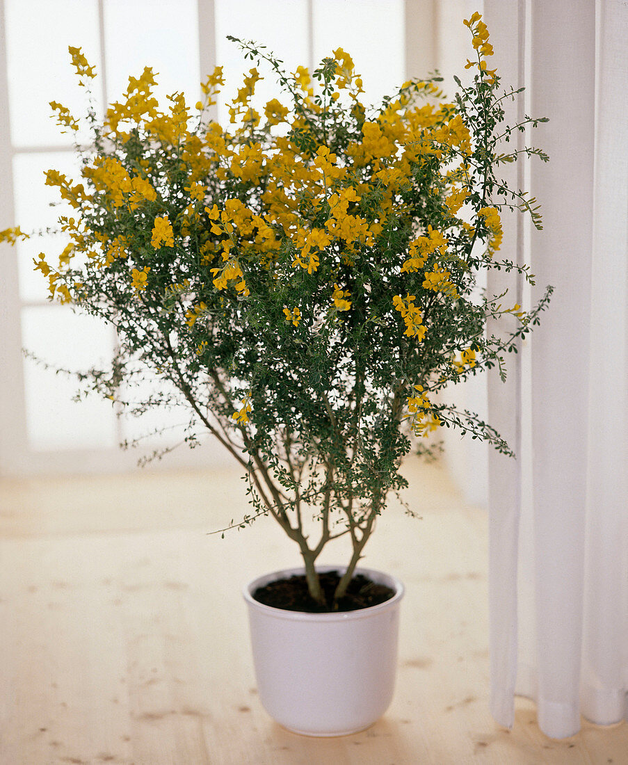 Cytisus x Racemosus