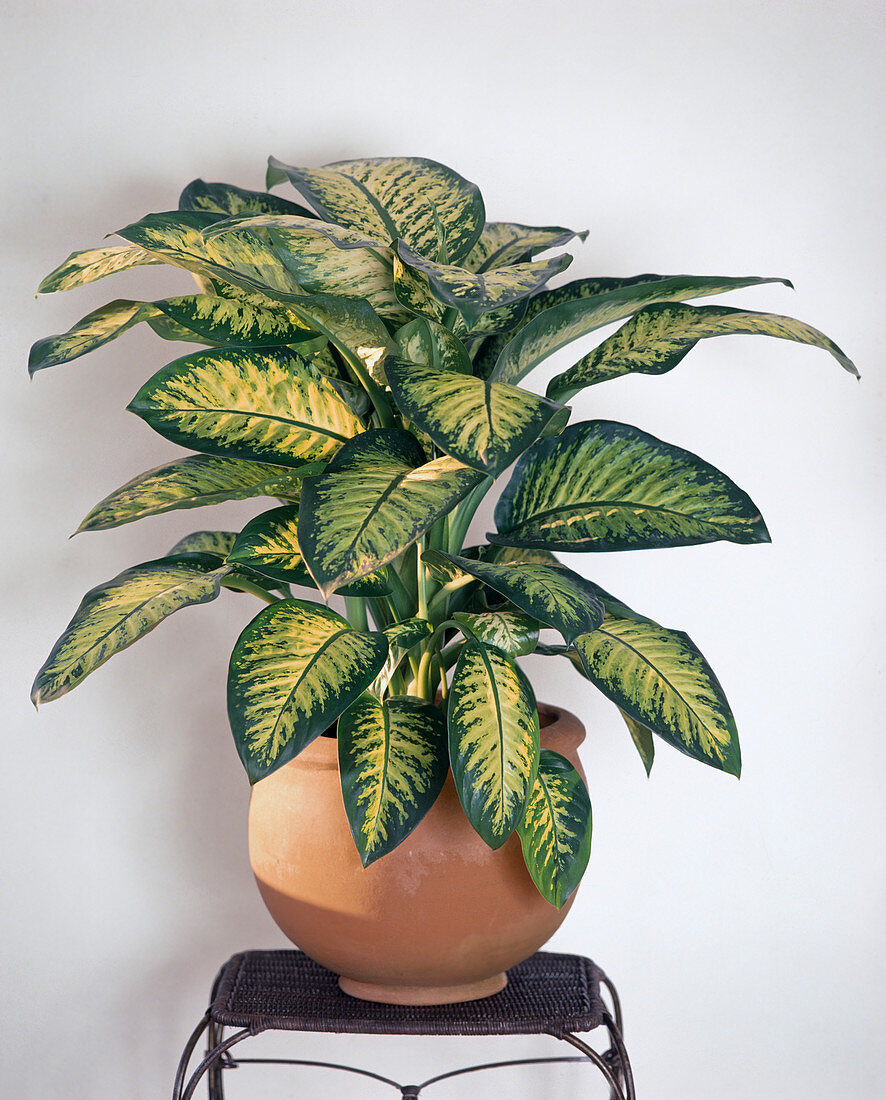 Dieffenbachia 'Tropic Sun'