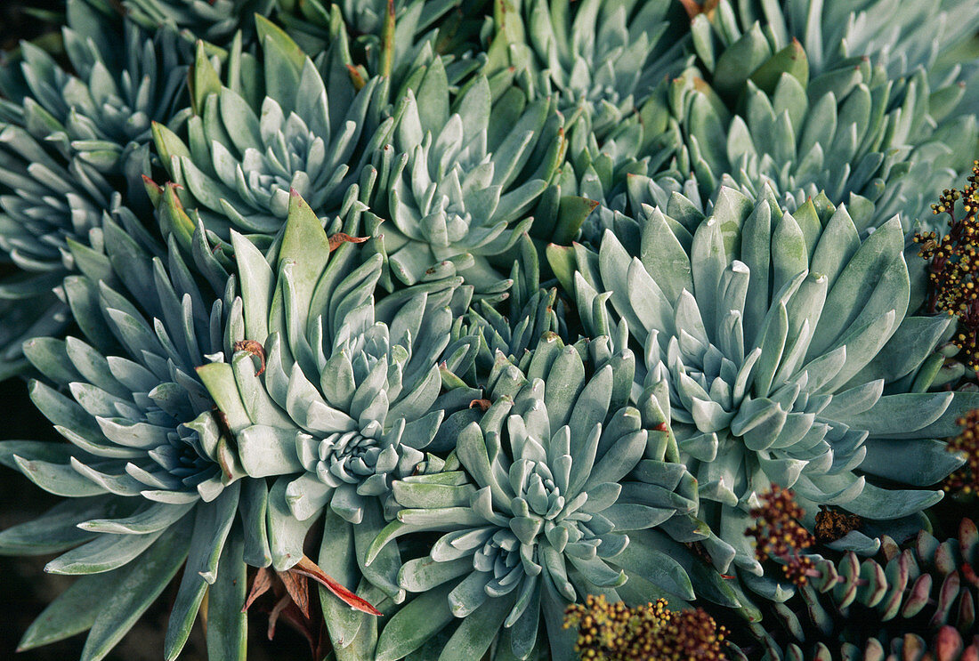 Dudleya Brittonii