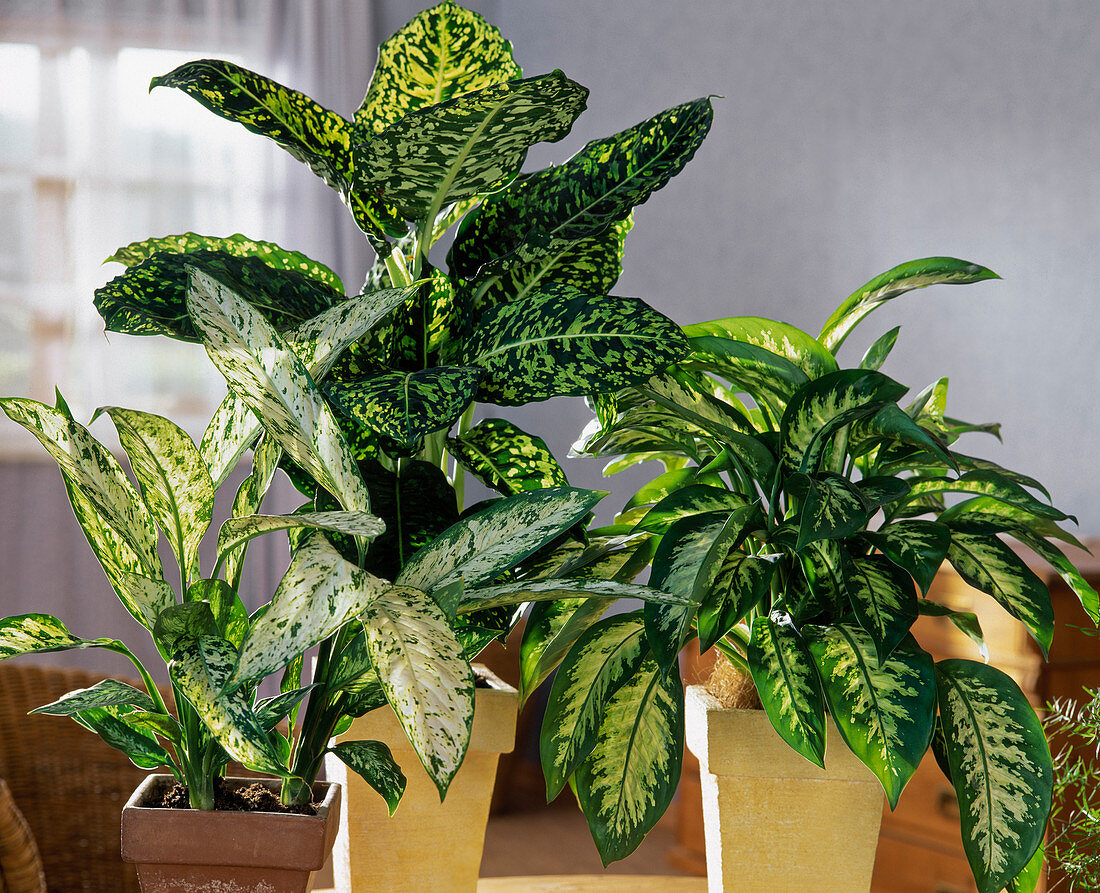 Dieffenbachia hybrids 'Vesuvius',