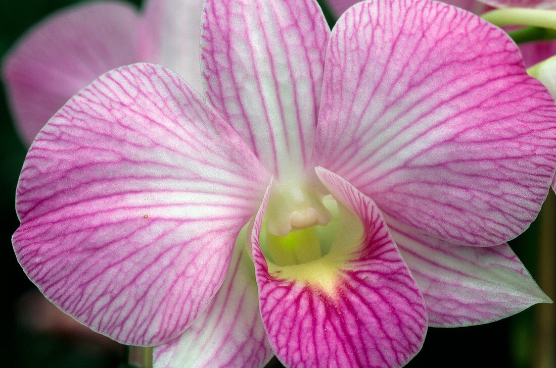 Dendrobium 'Compactum' (Autumn chrysanthemum)