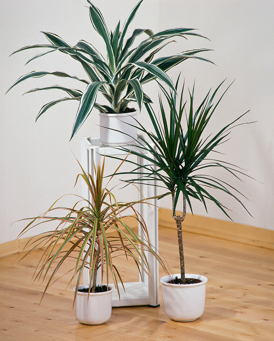 Dracaena deremensis 'Warneckii'