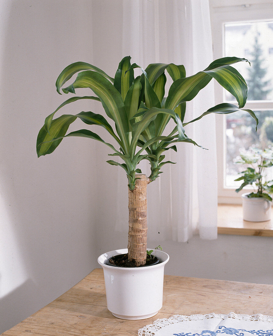 Dracaena