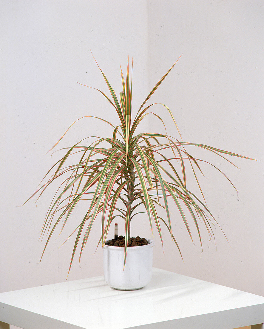 Dracaena marginata