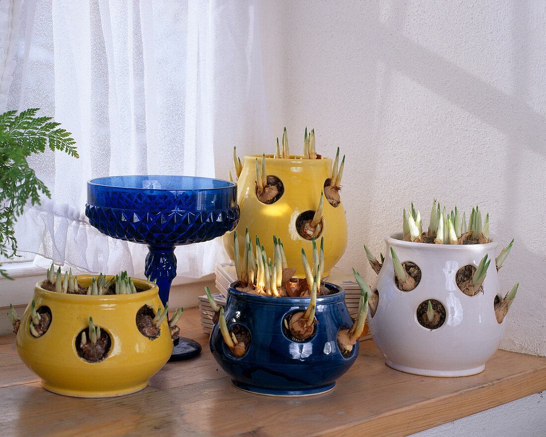 Crocus Pots Filled, Crocus Bulbs And Netziris In February