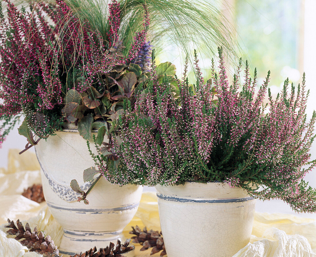 Calluna vulgaris 'Alexandra', 'Marleen' Rosa