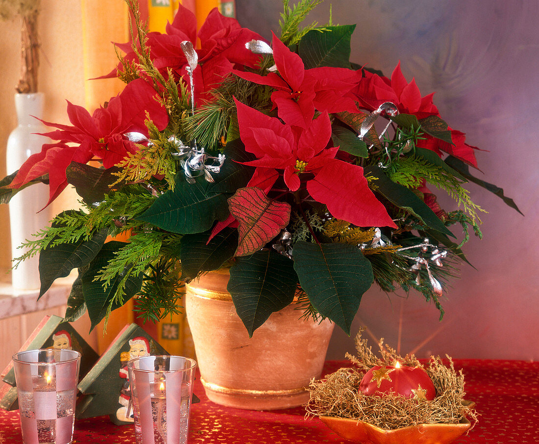 Euphorbia pulcherrima (Poinsettia)