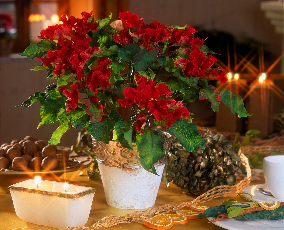 Euphorbia pulcherrima 'Carousel', poinsettia