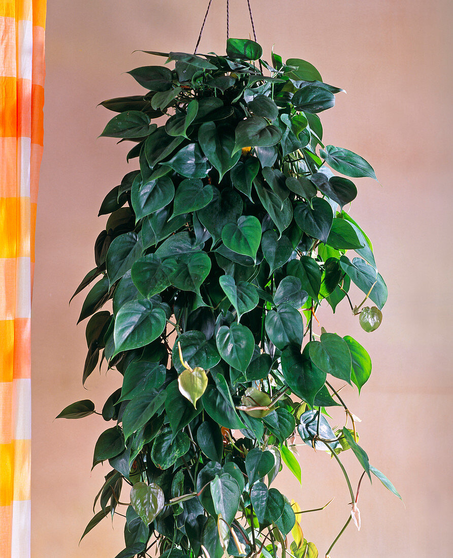 Philodendron scandens / Kletternder Philodendron als Ampel