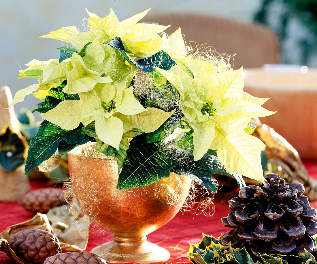 Euphorbia pulcherrima 'Lemon Snow', poinsettia