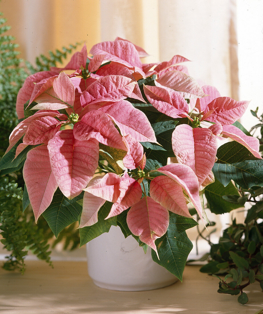 Euphorbia pulcherrima (Poinsettia)