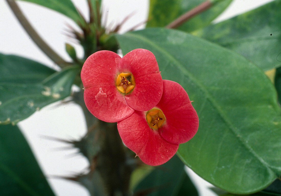 Euphorbia milii 'Gabi'