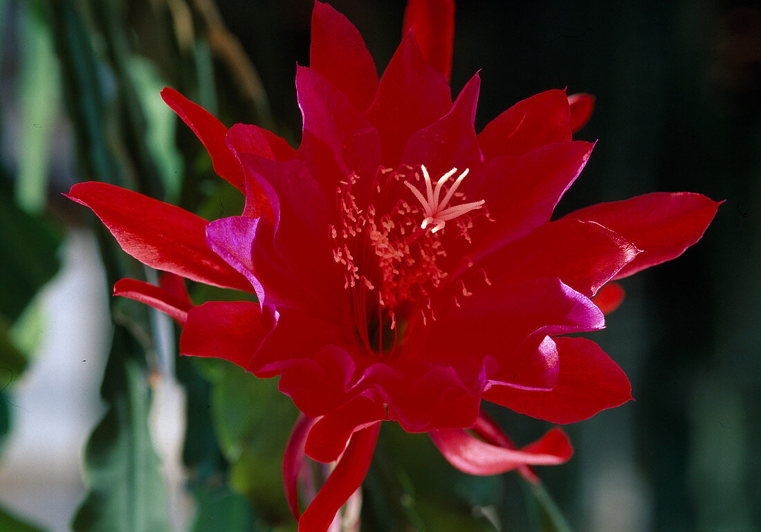 Epiphyllum hybrid 'Madagascar'