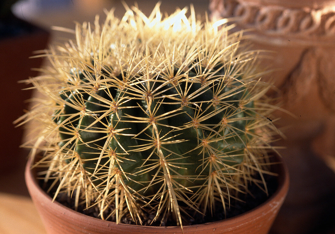 Echinocactus grusonii 'Mother-in-law's chair'