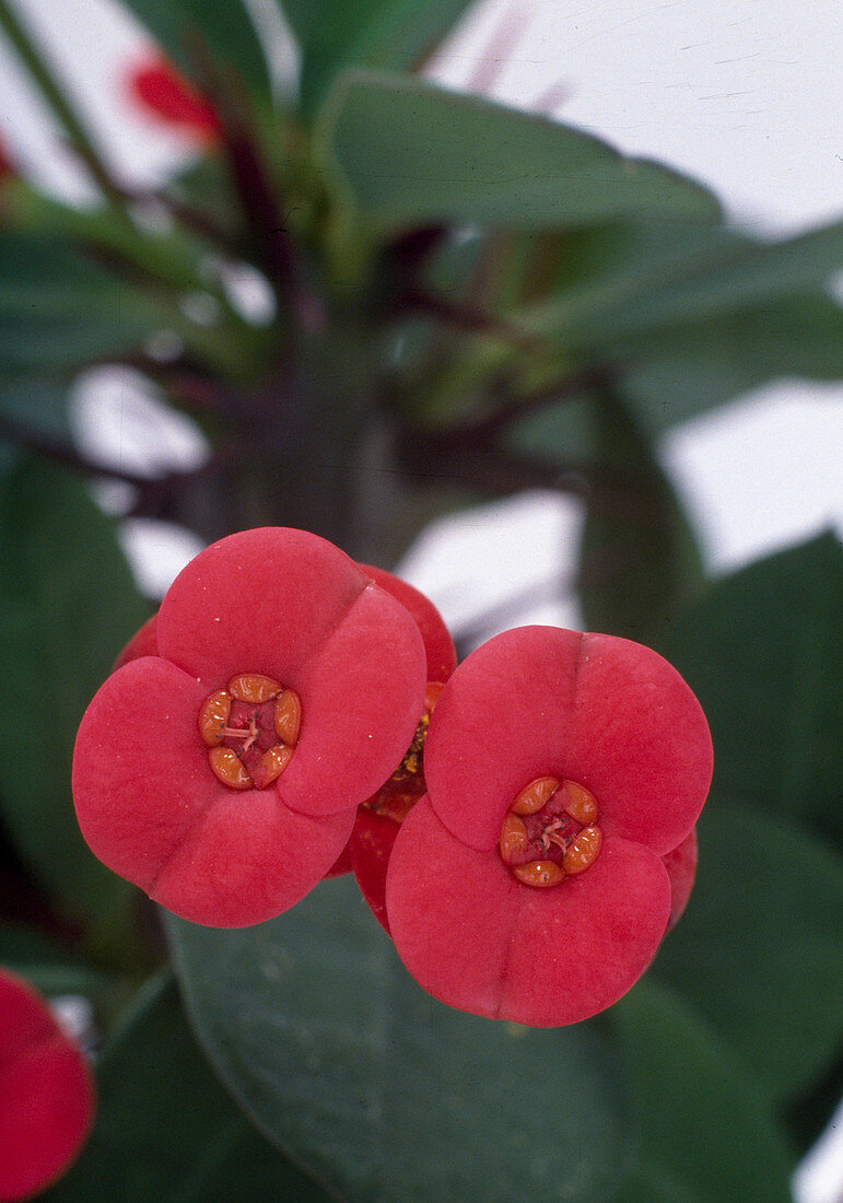 Euphorbia milii hybrid