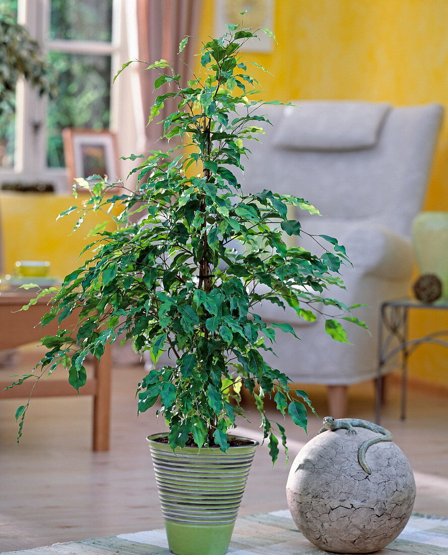 Ficus benjamina (Birkenfeige)