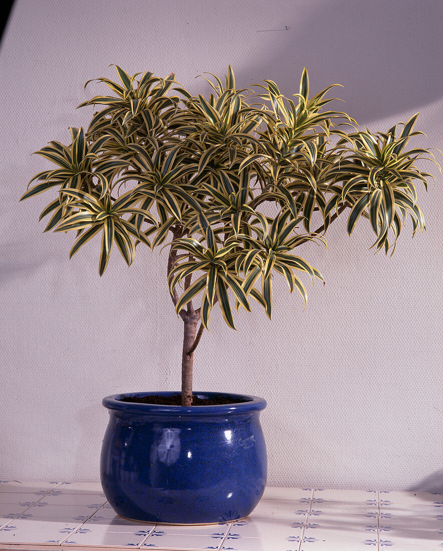 Dracaena reflexa