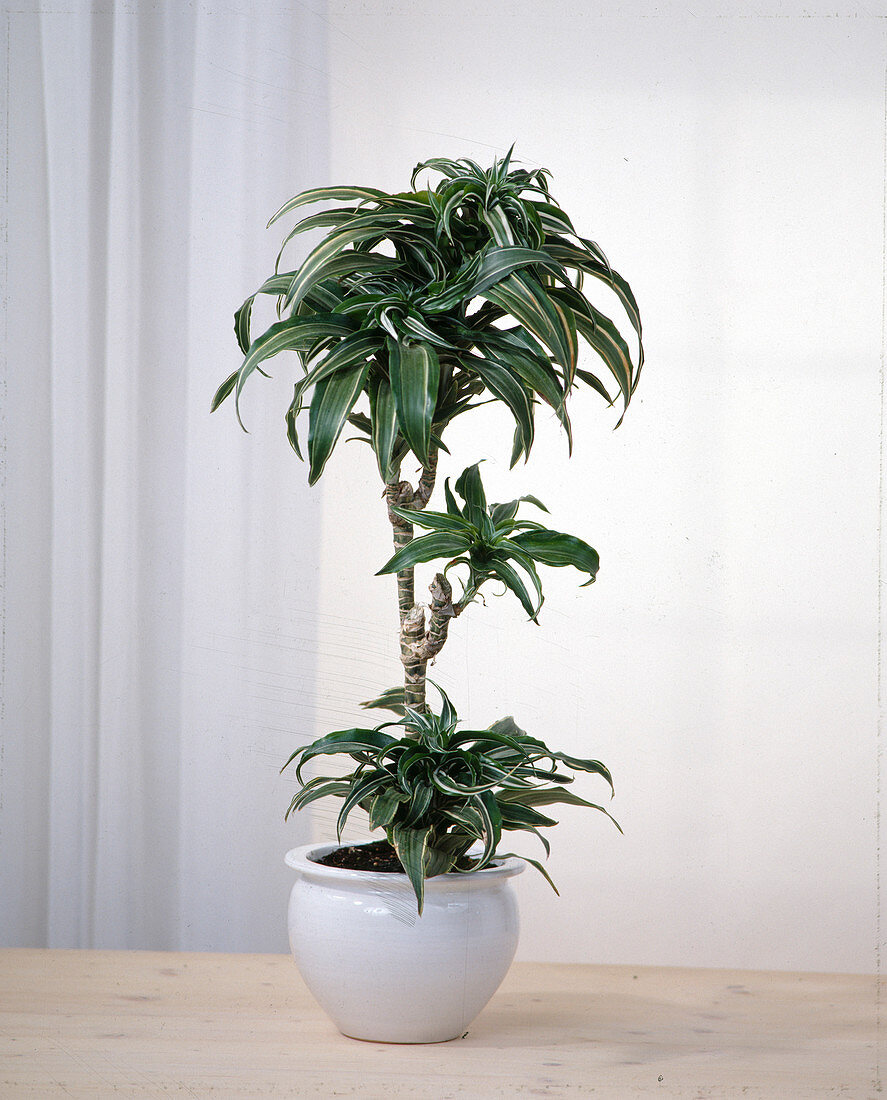 Dracaena fragrans