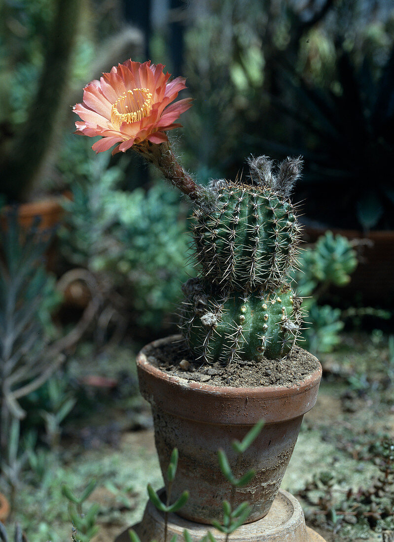 Echinopsis-Hybriden