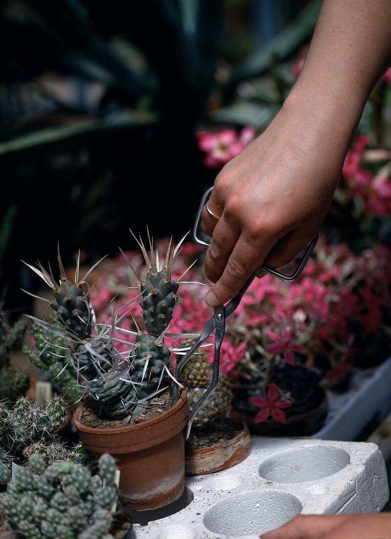 Cactus tongs