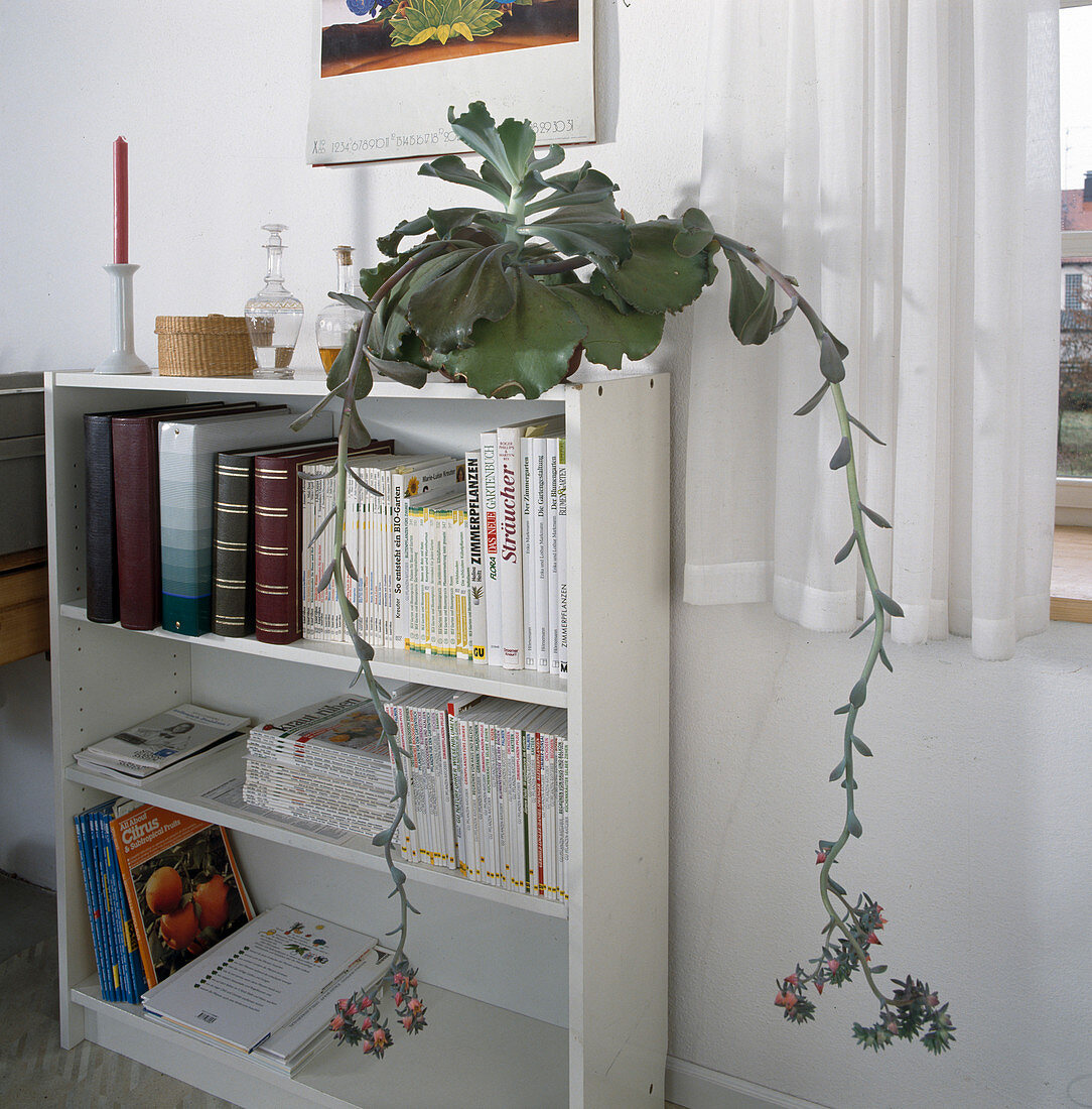 Echeveria hybrid on bookshelf