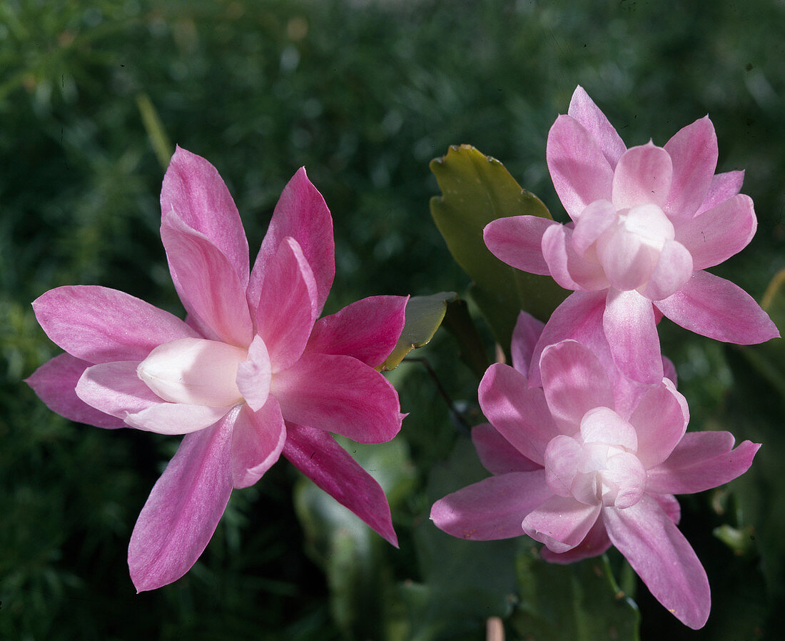 Epiphyllum