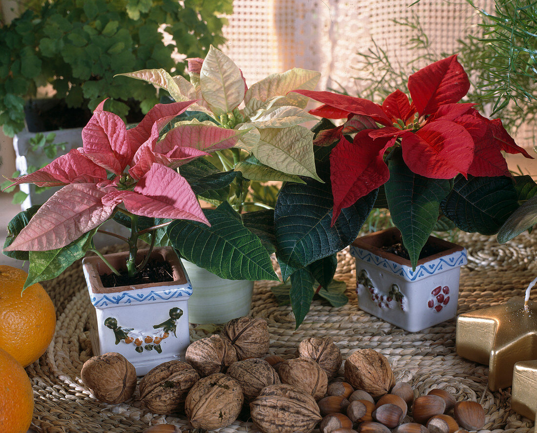 Euphorbia pulcherrima as a mini poinsettia