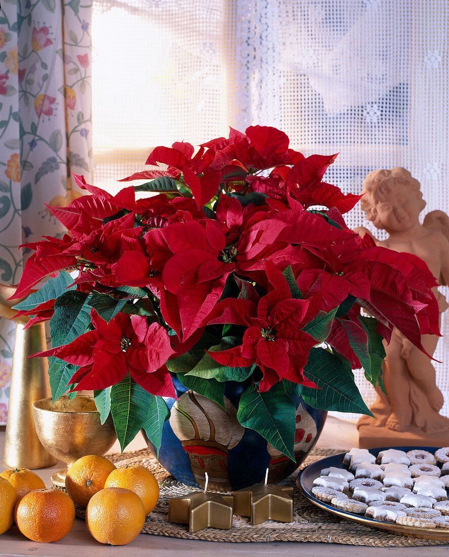 Euphorbia pulcherrima, poinsettia