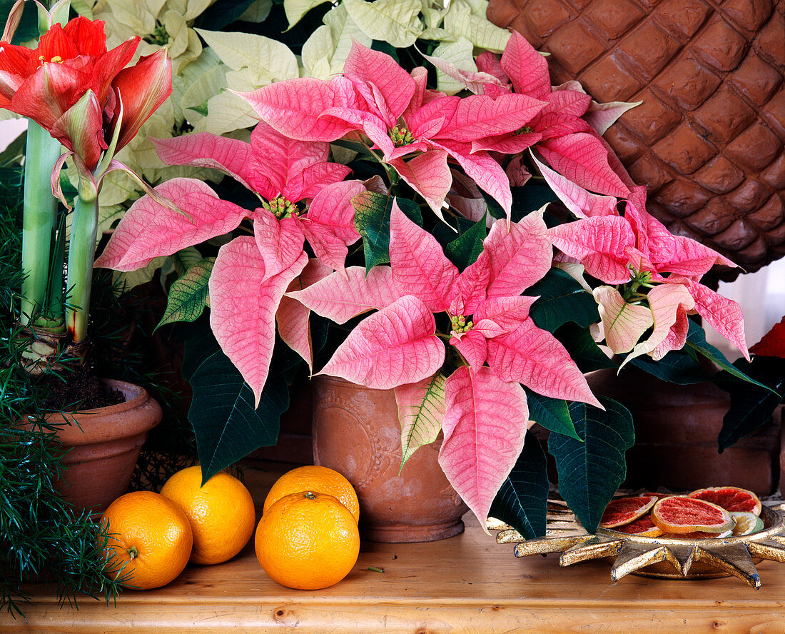 Euphorbia Christmas star