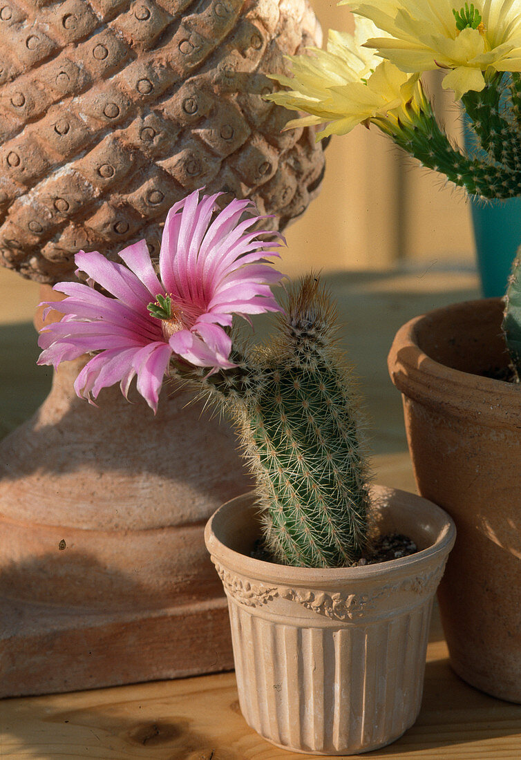 Echinocactus grandis