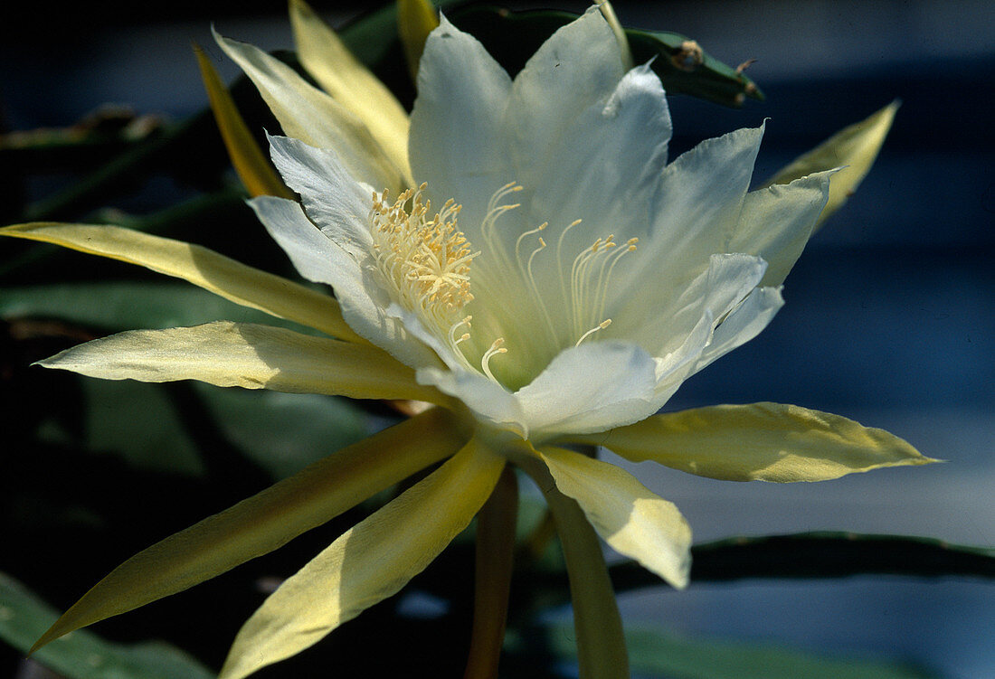 Epiphyllum hybr. 'Marie Josephine'