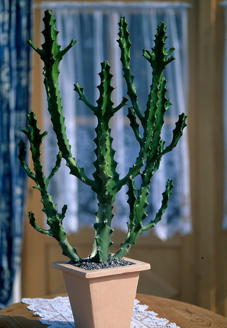 Euphorbia maguranathani