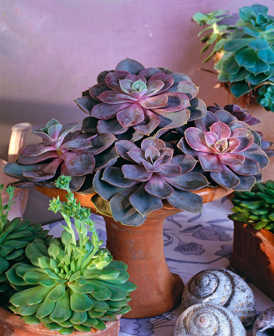 Echeveria-HYBR.