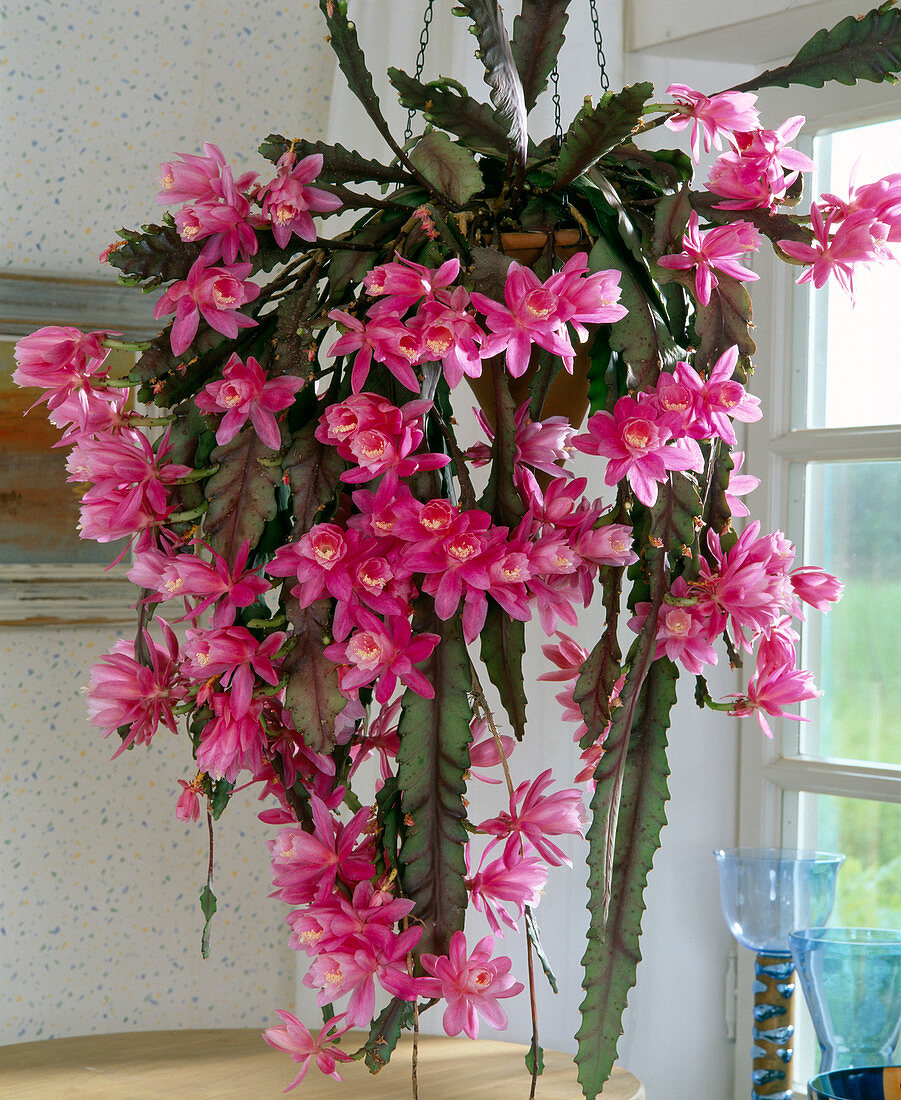 Epiphyllum hybrids