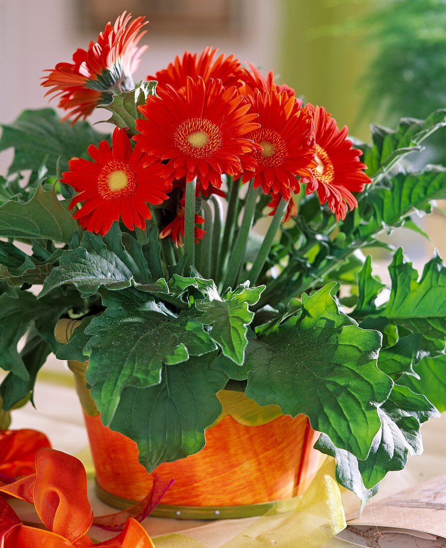 Gerbera hybrids