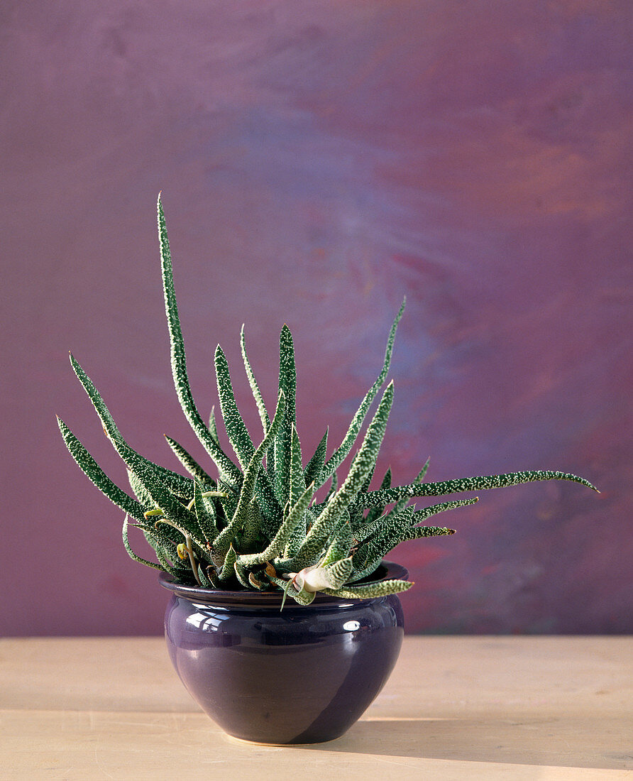 Gasteria verrucosa (gasteria)