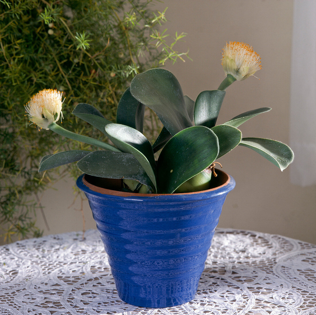 Haemanthus albiflos