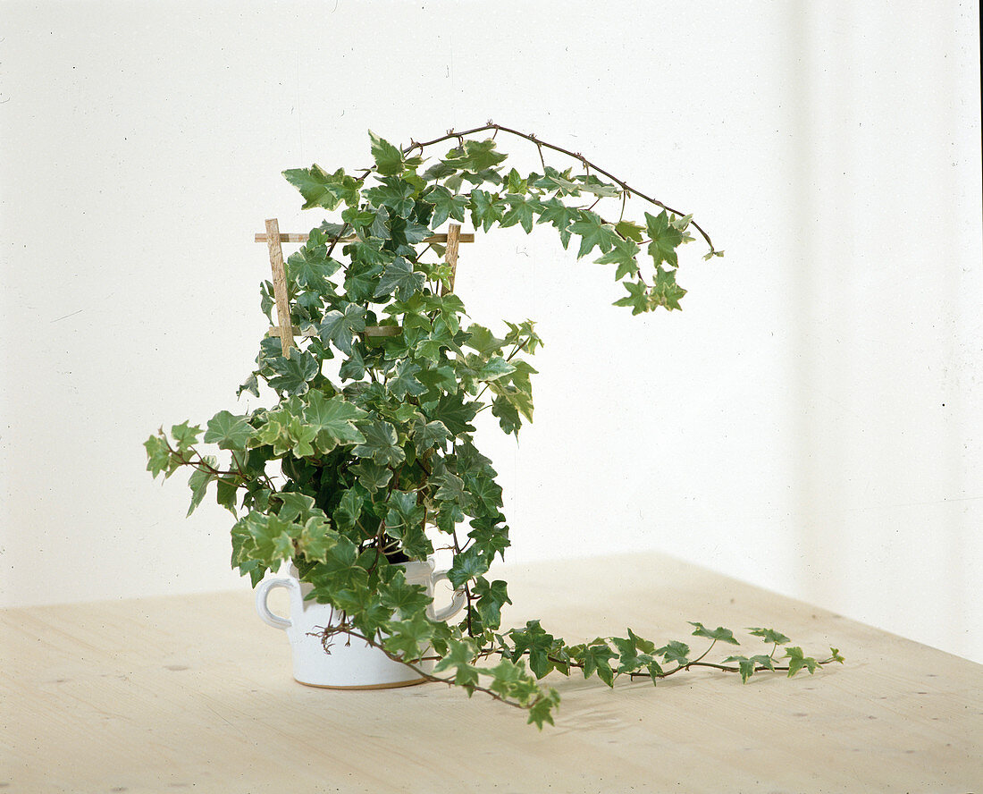 Hedera helix hybrid