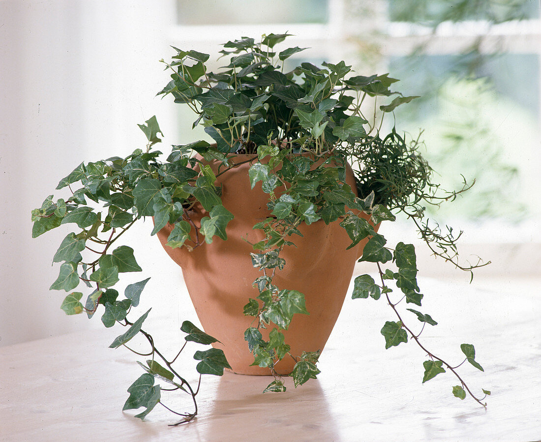 Hedera helix in a