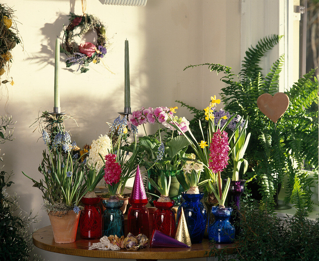 Hyacinthus Orientalis And Narcissus In Water